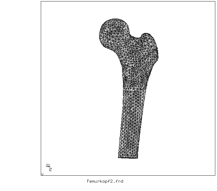 Tetrahedral mesh for the femur (back view of the right femur)